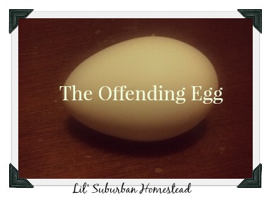 offending egg lil suburban homestead