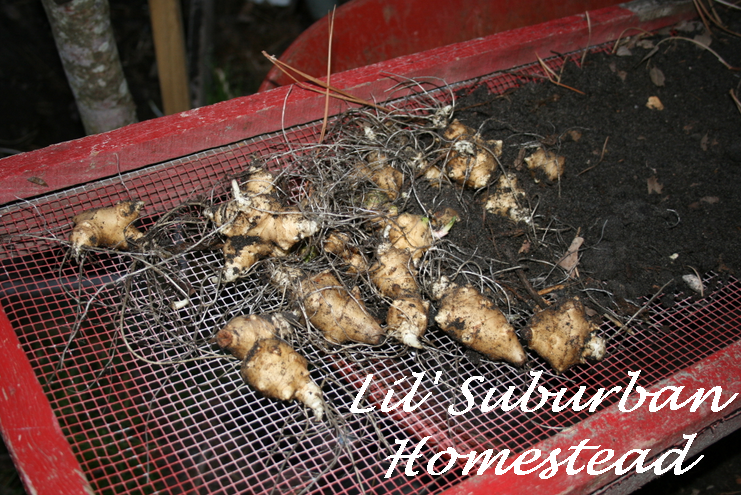 shaking the dirt off of the jerusalem artichokes