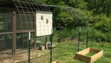 gentlemen homestead consulting shade trellis for chicken coop