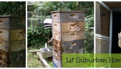 honey harvest at lil' suburban homestead