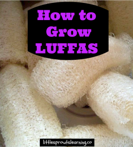 How-to-Grow-Luffas-273x300
