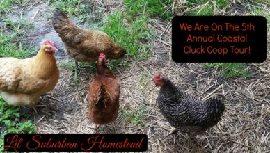 We are on the 5th Annual Coastal Cluck Coop Tour!