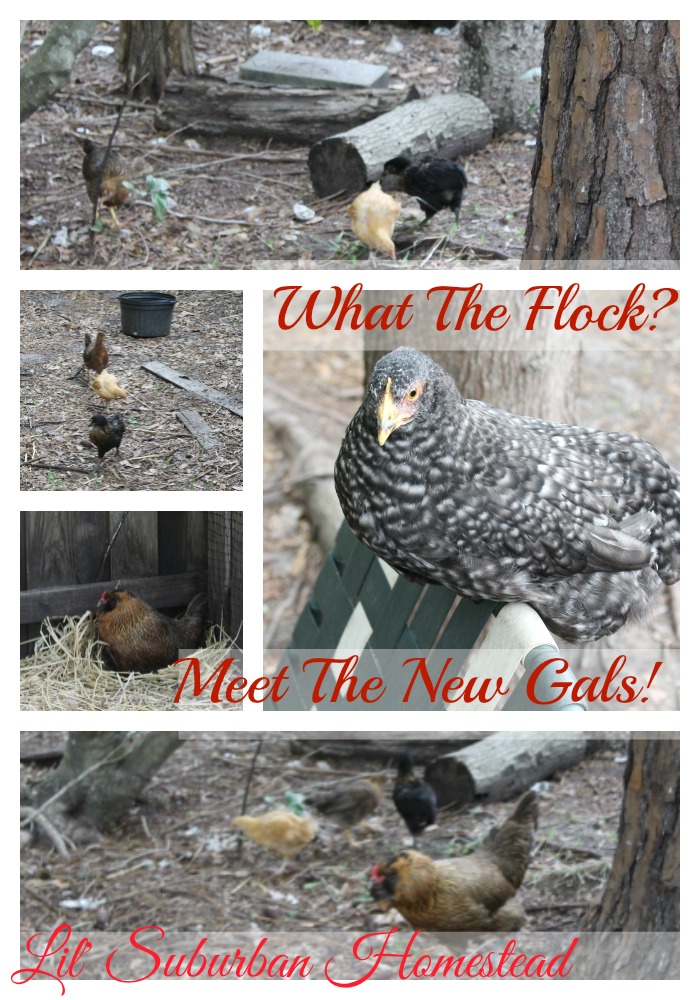 What The Flock? Meet the new gals