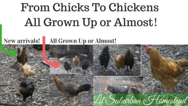 From Chicks To Chickens - All Grown Up or Almost!