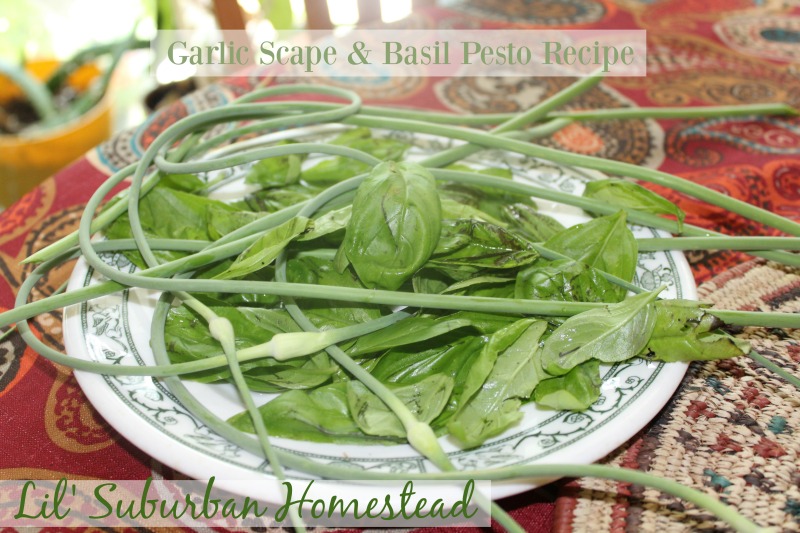 garlic scape and basil pesto recipe from lil suburban homestead