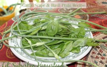 Garlic and Basil Pesto Recipe from Lil' Suburban Homestead