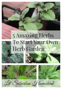 5 amazing herbs to grow in your herb garden