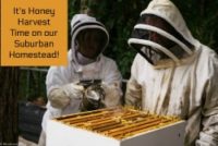 Honey harvest feature