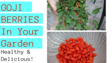 Goji Berries In Your Garden - Healthy & Delicious
