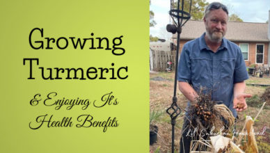 growing turmeric and enjoying it's health benefits